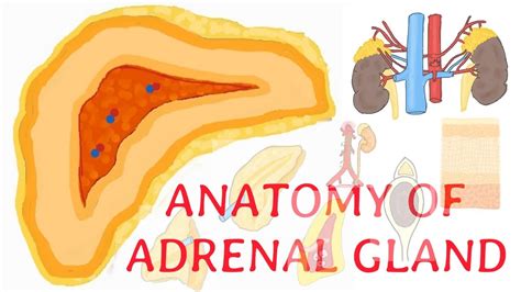 Anatomy of the adrenal gland - positiveetp