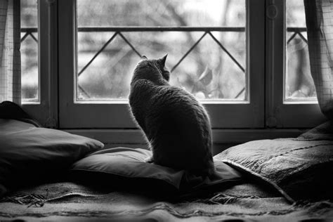 Grayscale Photography Of Cat Inside House Hd Wallpaper Wallpaper Flare