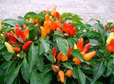 Paprika Capsicum Annuum Beschreibung Steckbrief Systematik