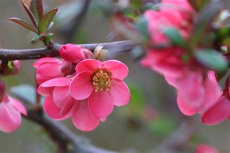 Japanska Dunja Chaenomeles Posadi Sam