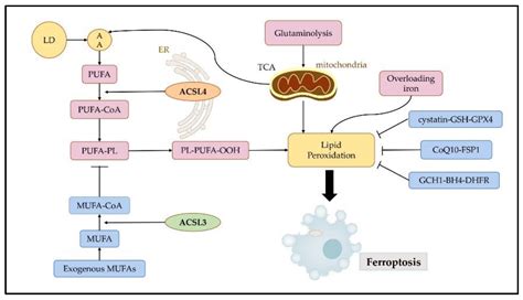 Acsl And Acsl In Ferroptosis Encyclopedia Mdpi