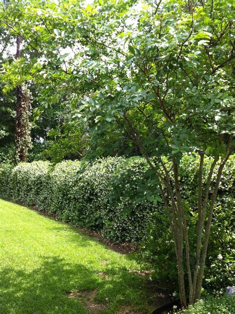 Amazing Ideas To Make Fence With Evergreen Plants Landscaping Https