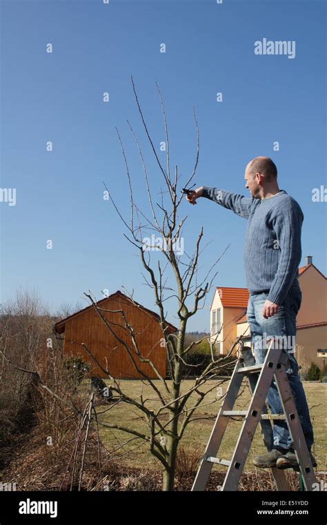 Plum tree, pruning Stock Photo - Alamy