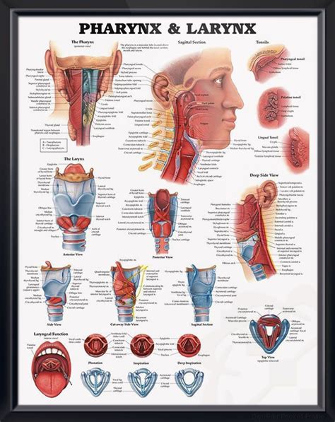 Tonsil Anatomy Anatomical Charts Posters The Best Porn Website