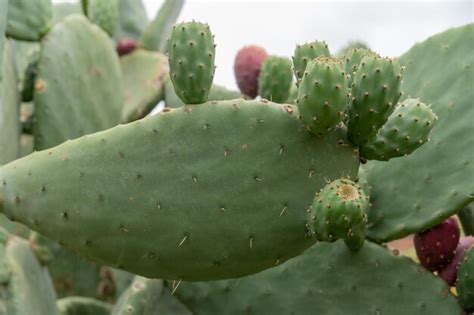 Premium Photo Isolated Opuntia Fruits With Green Nopals In Blurred