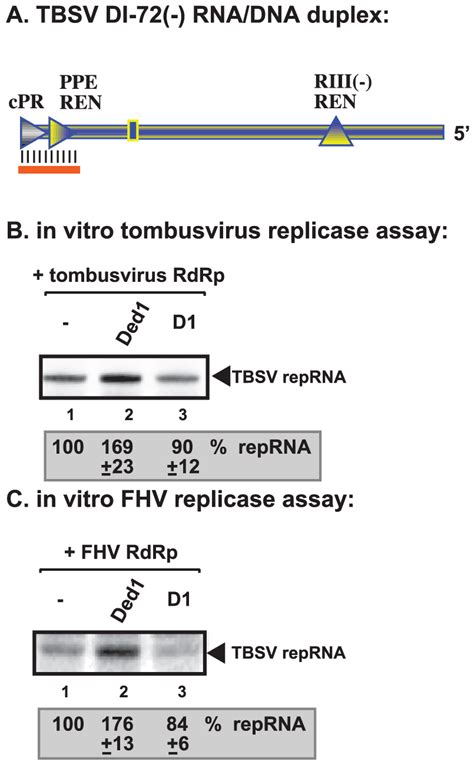 Ded1p Facilitates The RNA Synthesis By The Tombusvirus And FHV