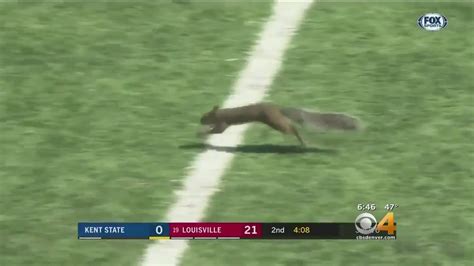 Squirrel Scores Td In College Football Game Youtube