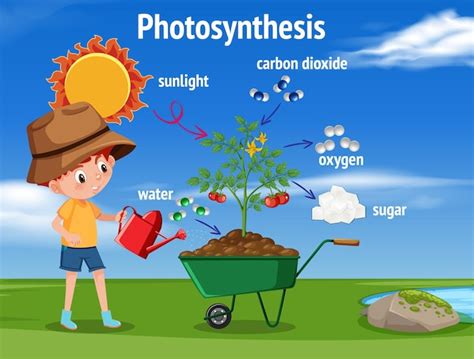 Diagrama de la fotosíntesis para la educación en biología y ciencias de