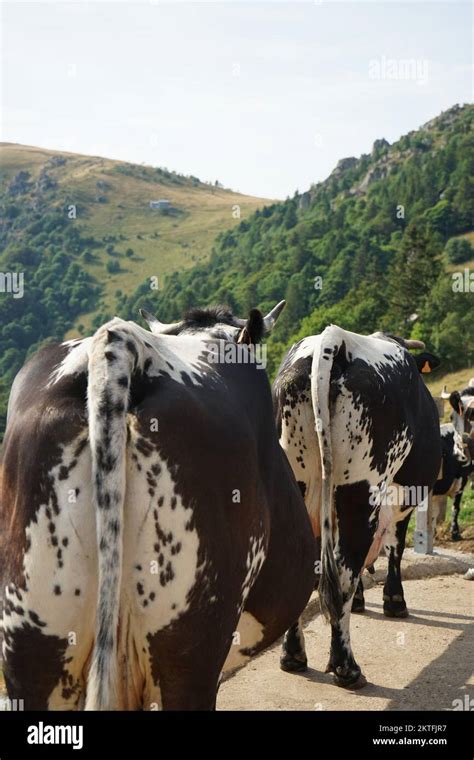 Cows Alsace France Stock Photo Alamy