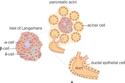 Pancreatic Cell Diagram