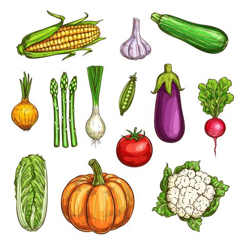 Isolated Color Vegetables Sketches Set Vector Art At Vecteezy