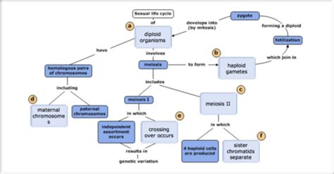 Meiosis Concept Map