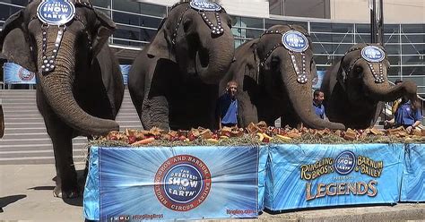 Ringling Bros Elephants Treated To Pre Retirement Brunch