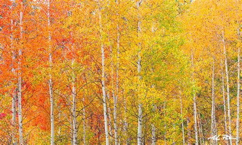 Oregon Aspen Trees, "Autumn Tapestry" - Mike Putnam Photography