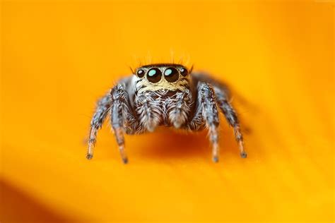 🔥 50 Cute Spider Wallpapers Wallpapersafari