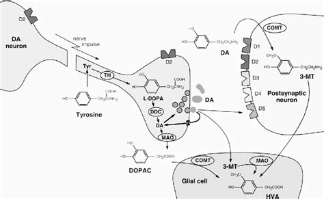 Neurons And Glial Cell Showing Dopamine Synthesis Metabolism And