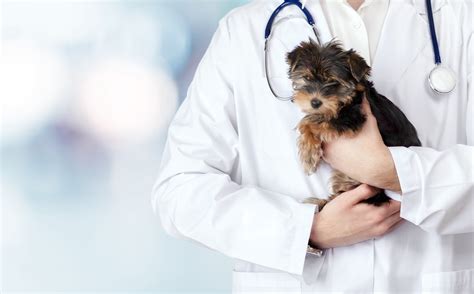 mansfield animal clinic