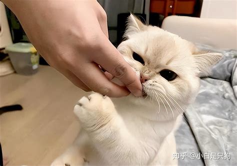 猫咪“轻咬你”，原来不是在跟你玩，而是有这些意思 知乎