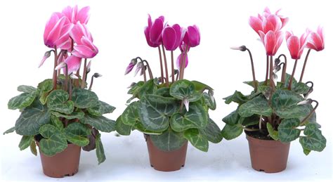 Mini Alpenveilchen Verschiedene Farben Topf Ca Cm Cyclamen