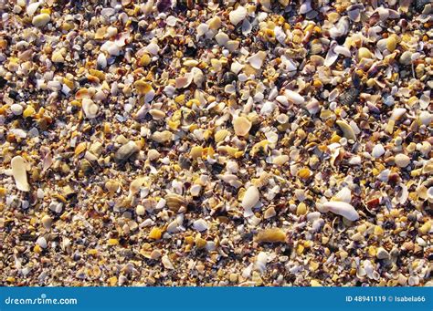 Miesmuscheloberteile Und Schnecken Auf Dem Strand Stockbild Bild Von