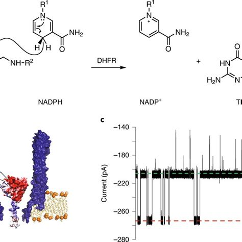 Dhfr Inside The Clya As Nanopore A Dhfr Catalysed Reaction B