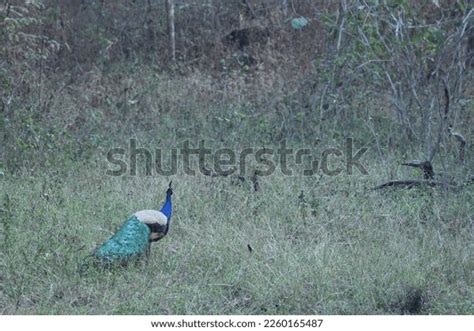 Species Genera Pavo Afropavo Within Tribe Stock Photo 2260165487