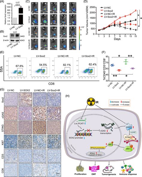 Sex‐determining Region Y‐related High‐mobility Group Box 2 Sox2