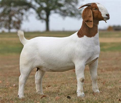 Boer Goats The Gentle Giants Of The Farm World Boer Goats Animals