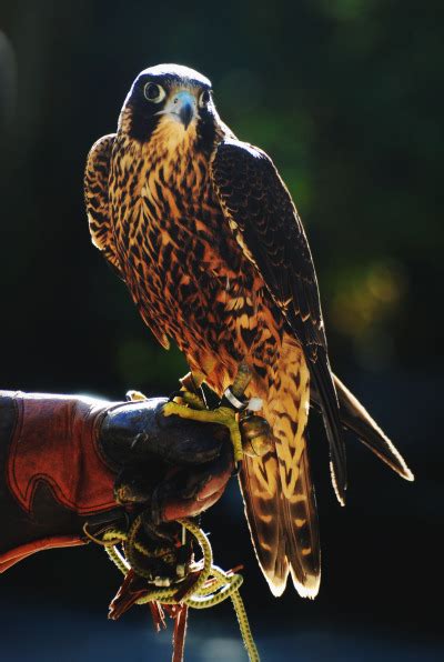 Cheetah The Peregrine Falcon Tumbex