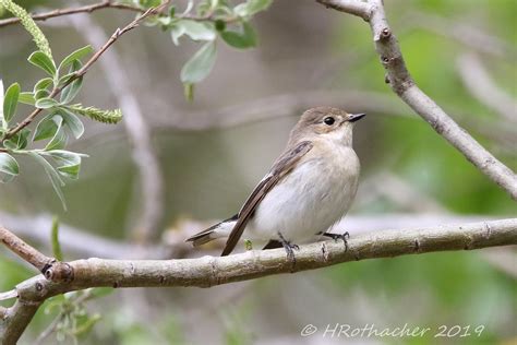 Gobemouche Noir Ficedula Hypoleuca European Pied Flyca Flickr