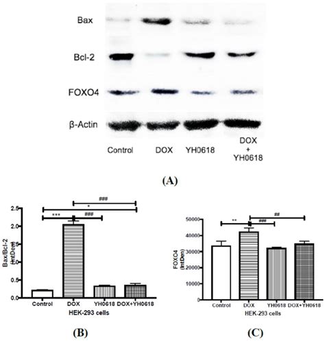 Apoptosis Related Protein Expressions Were Determined By Western Blot