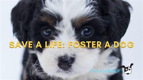 How Do I Start Fostering A Dog