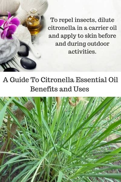 Citronella Essential Oil Benefits and Uses In Aromatherapy