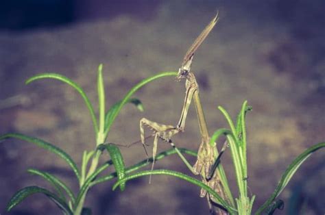 An introduction on the biology of mantises | Keeping Bugs