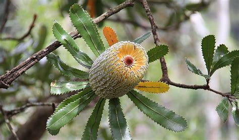 Old Man Banksia Australian Native Plants Nsw National Parks