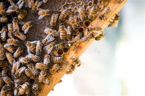 Abeja Reina En Una Colmena Poniendo Huevos Apoyados Por Abejas Obreras