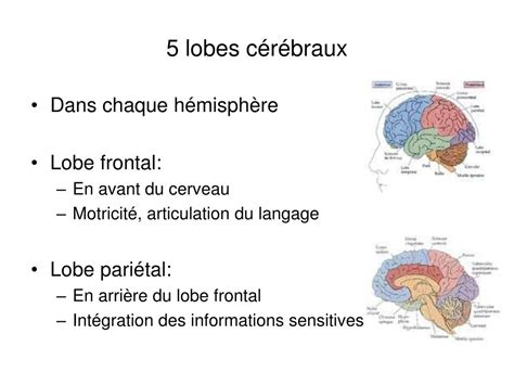 Ppt Anatomie Et S Miologie En Neurologie Powerpoint Presentation