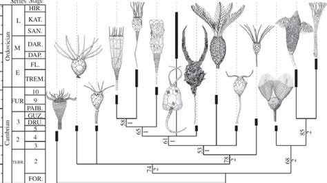 Evolutionary Tree Of Cambrian Stalked Echinoderms Showing Their