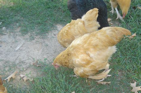 Broken Wing Backyard Chickens Learn How To Raise Chickens