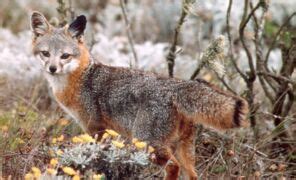 Fennec Habitat Caract Ristiques Tout Savoir Sur Le Renard Des Sables