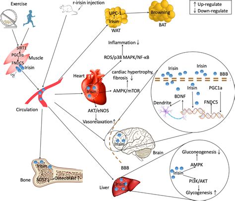 Frontiers Irisin At The Crossroads Of Inter Organ Communications