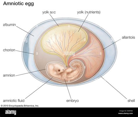 Amniotic Sac Diagram