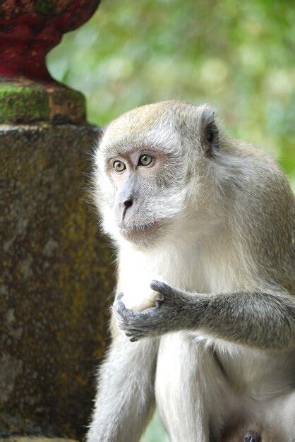 Premium Photo Monkey Looking Away While Sitting By Column