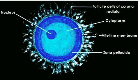 Draw and structure the ovum? - EduRev Class 9 Question