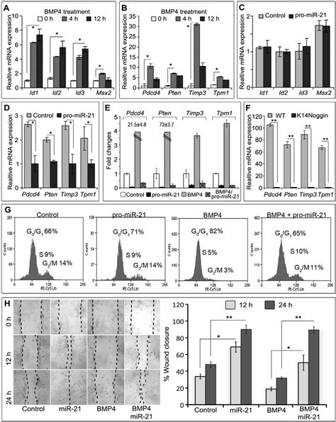 Mir Modulates The Effects Of Bmp On Gene Expression Cell