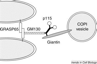 Protein Complexes In Transport Vesicle Targeting Trends In Cell Biology