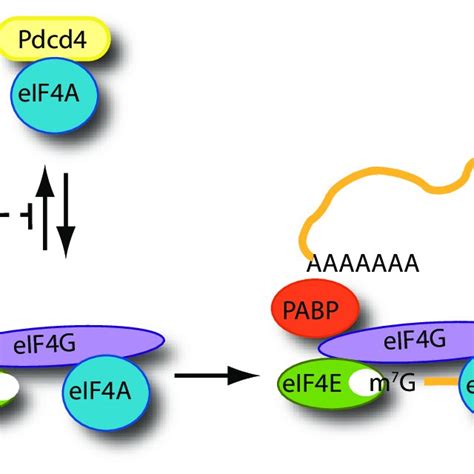 Schematic Outline Of Mtor Regulation Of The Eif4f Mrna Binding Step