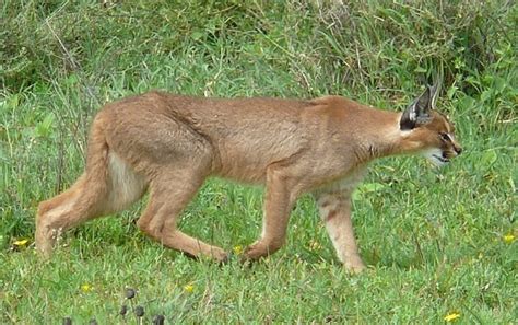 The Caracal: 6 Remarkable Adaptations and General Facts - Owlcation