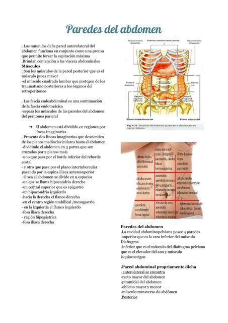 Paredes Del Abdomen Leila De Souza UDocz