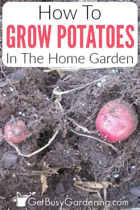 How To Grow Potatoes Complete Care Guide Get Busy Gardening In 2022 Growing Potatoes